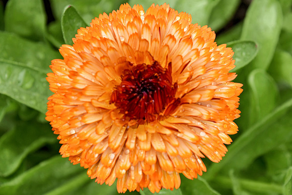 Botanics150