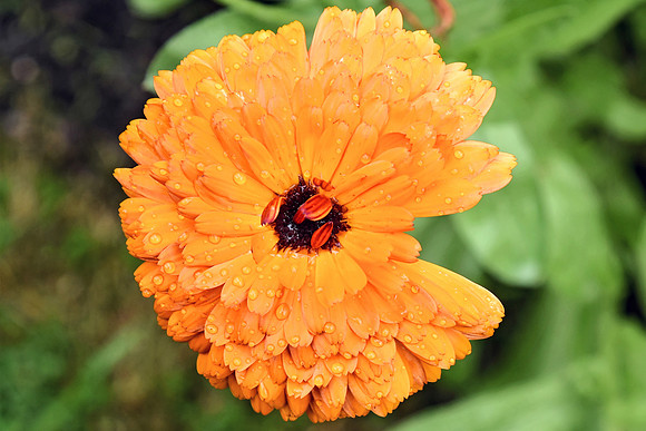Botanics151