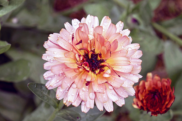 Botanics152