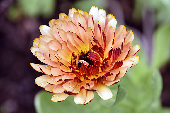 Botanics153