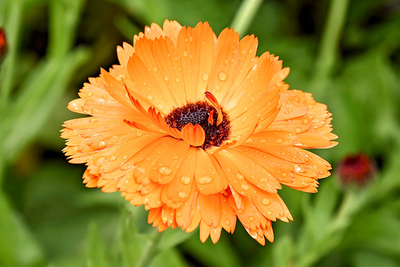 Botanics154