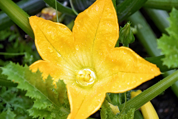 Botanics155