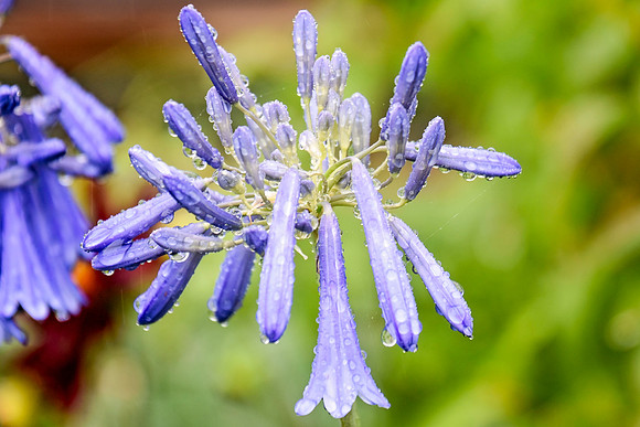 Botanics156