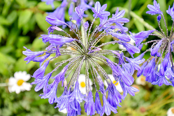 Botanics157