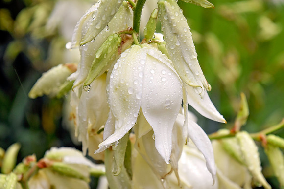 Botanics158