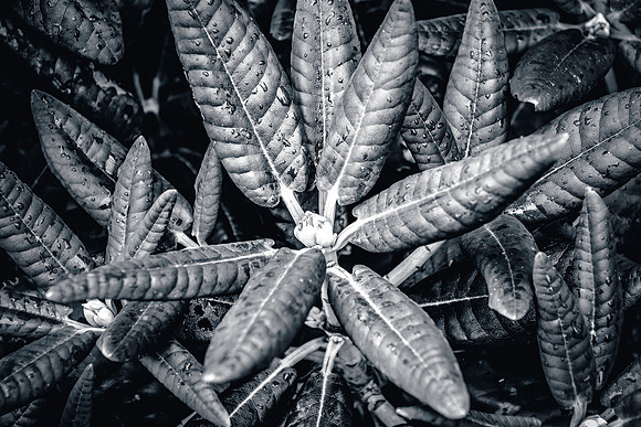 Botanics159