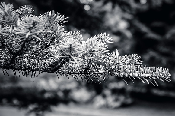 Botanics160