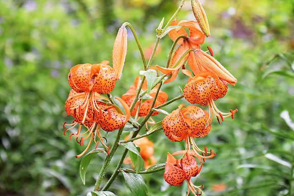 Botanics161