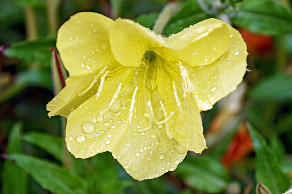 Botanics162