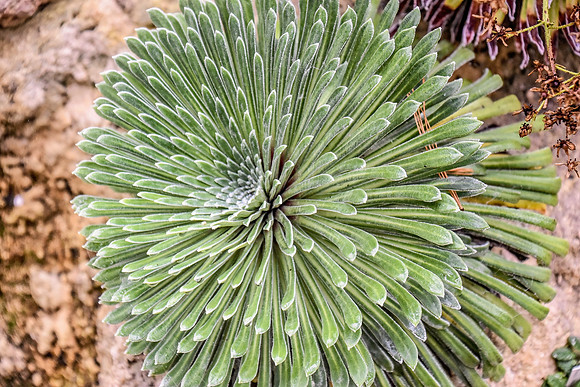 Botanics163