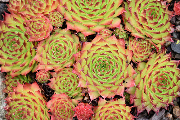 Botanics164