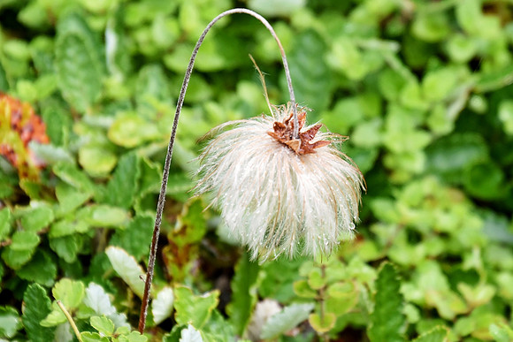 Botanics165