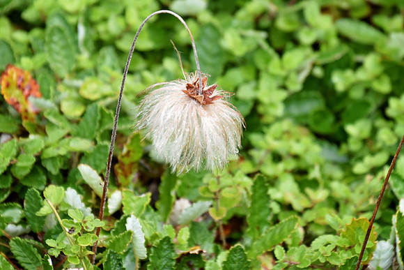 Botanics165-