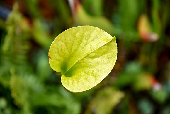 Botanics166