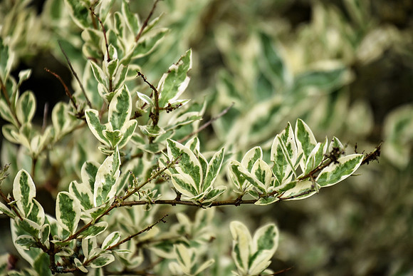 Botanics167
