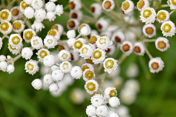 Botanics170