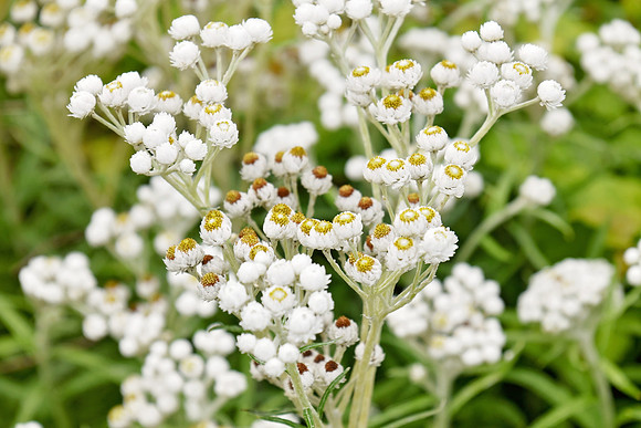 Botanics171