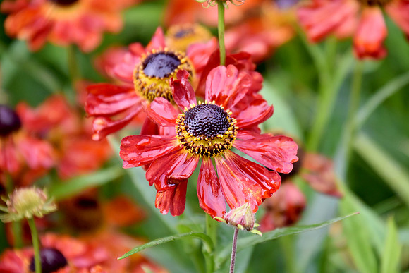 Botanics174