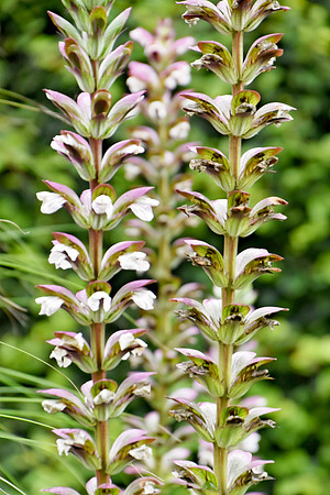 Botanics173