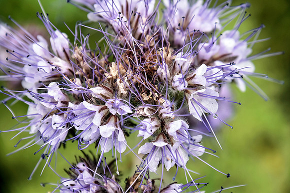 Botanics172