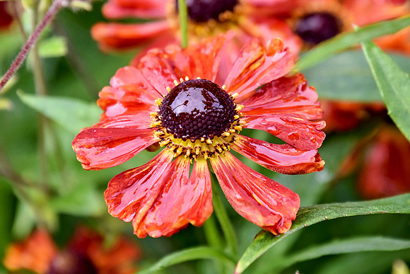 Botanics175