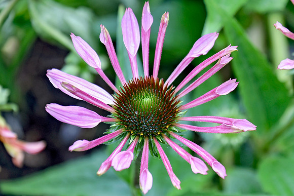 Botanics176