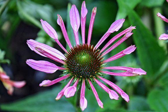 Botanics176-