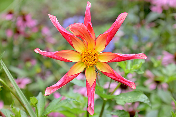 Botanics177
