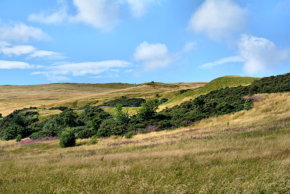 DSC_0526