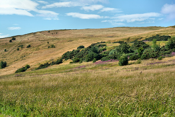 DSC_0525