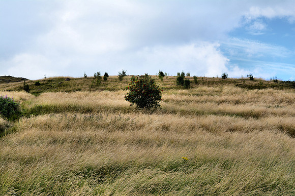 DSC_0797