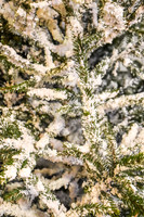 PIH_0347.JPG