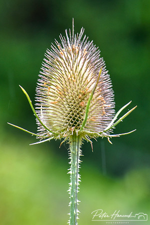 PIH_0104.JPG