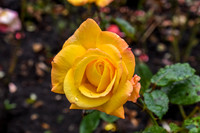 PIH_0097.JPG