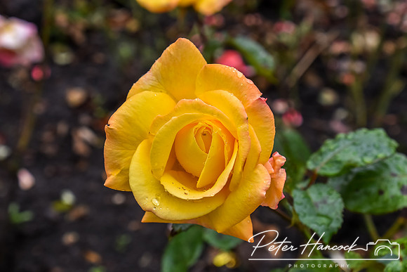 PIH_0097.JPG