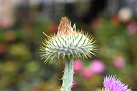 PIH_0111