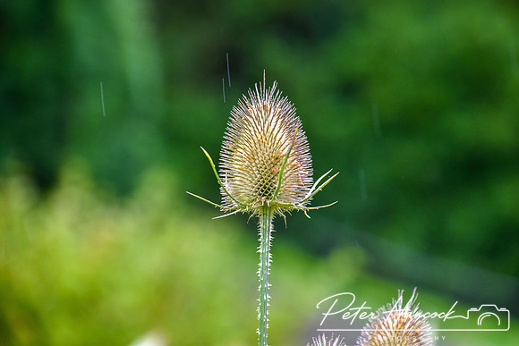 PIH_0105
