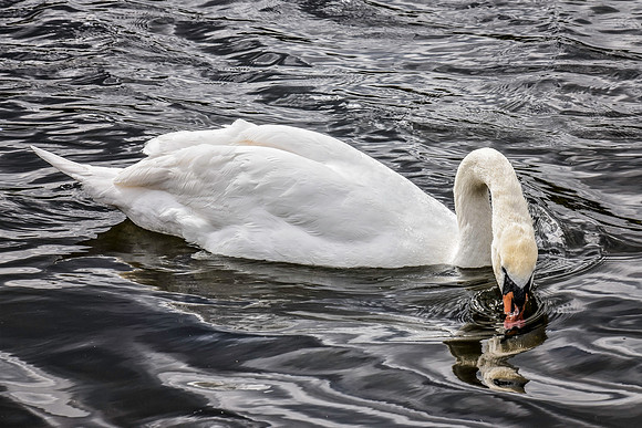 HydePark147