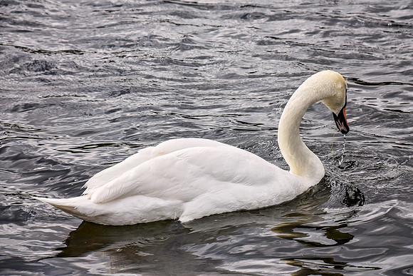 HydePark145