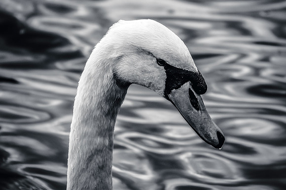 HydePark149