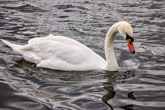 HydePark148