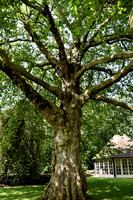 Buckingham Palace Gardens 105