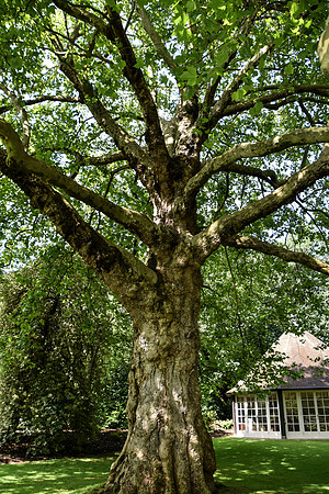 Buckingham Palace Gardens 105