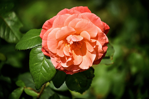 Buckingham Palace Gardens 106