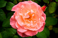Buckingham Palace Gardens 107