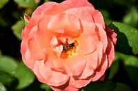 Buckingham Palace Gardens 110