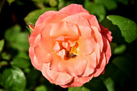 Buckingham Palace Gardens 111