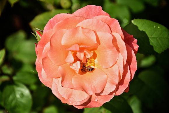 Buckingham Palace Gardens 111