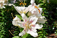 Buckingham Palace Gardens 116