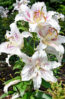 Buckingham Palace Gardens 117